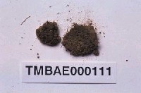 藏品(小曲尾苔屬)的圖片